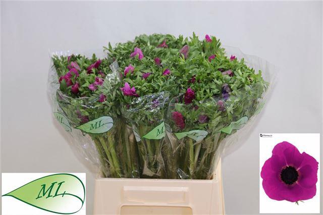 ANEM CO PURPER