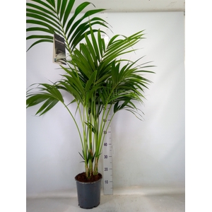 Howea forsteriana