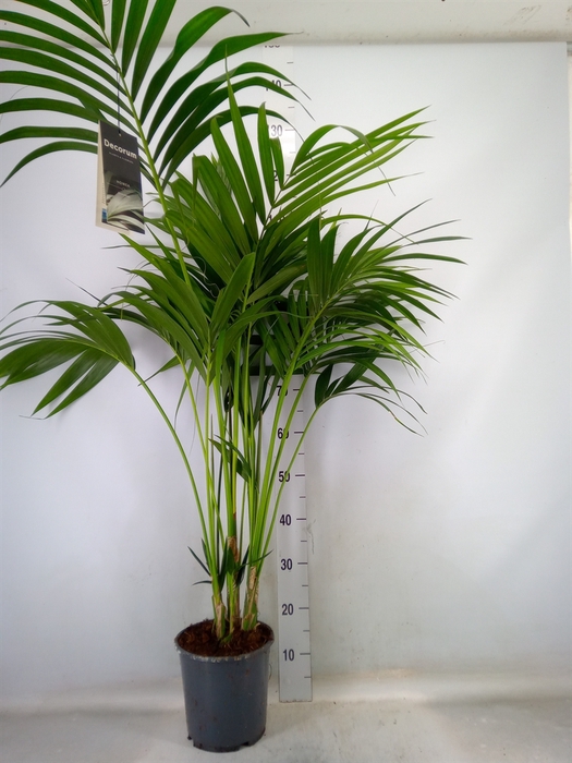 <h4>Howea forsteriana</h4>