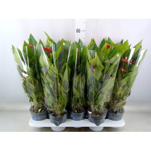 Anthurium andr. 'Mill Flowers Red'