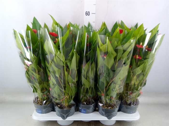 <h4>Anthurium andr. 'Mill Flowers Red'</h4>