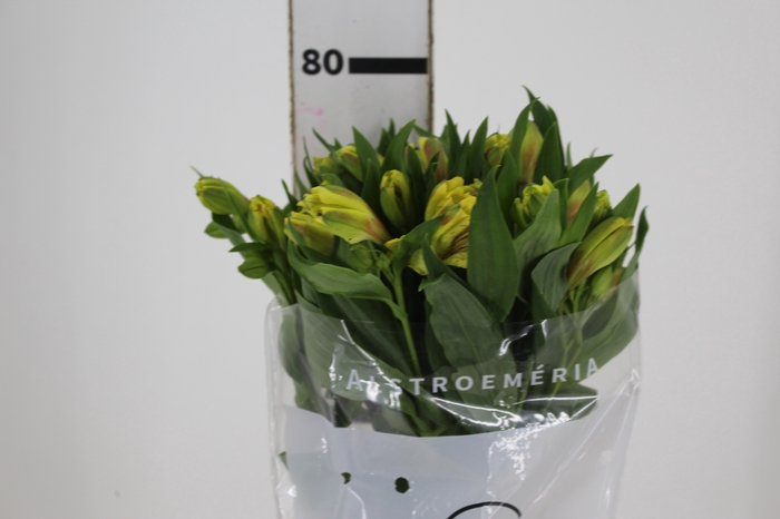 <h4>ALSTROEMERIA FLORIDA 080 CM</h4>