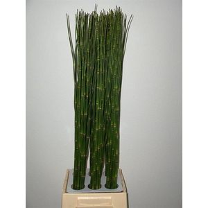 EQUISETUM RUSH