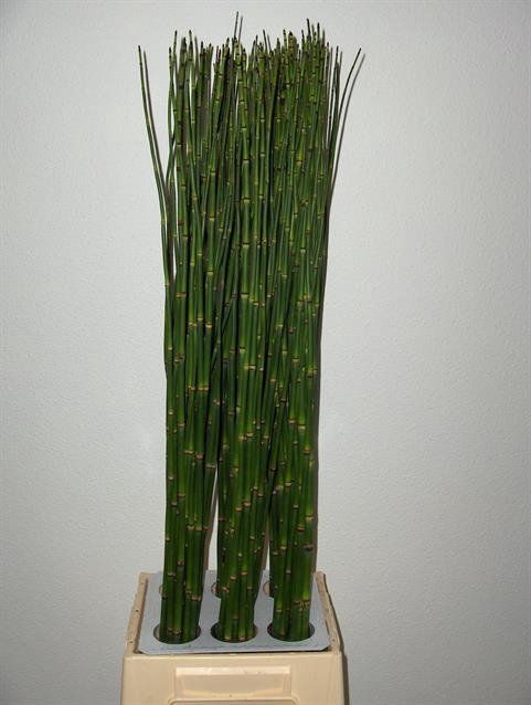 EQUISETUM RUSH