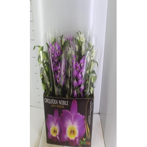 DENDROBIUM P12 PREMIUM