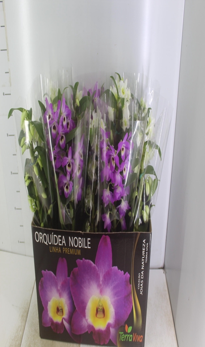 <h4>DENDROBIUM P12 PREMIUM</h4>