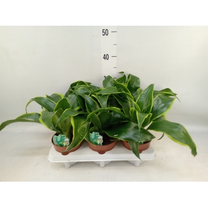 Dracaena frag. 'Dorado'