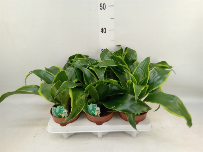 <h4>Dracaena frag. 'Dorado'</h4>