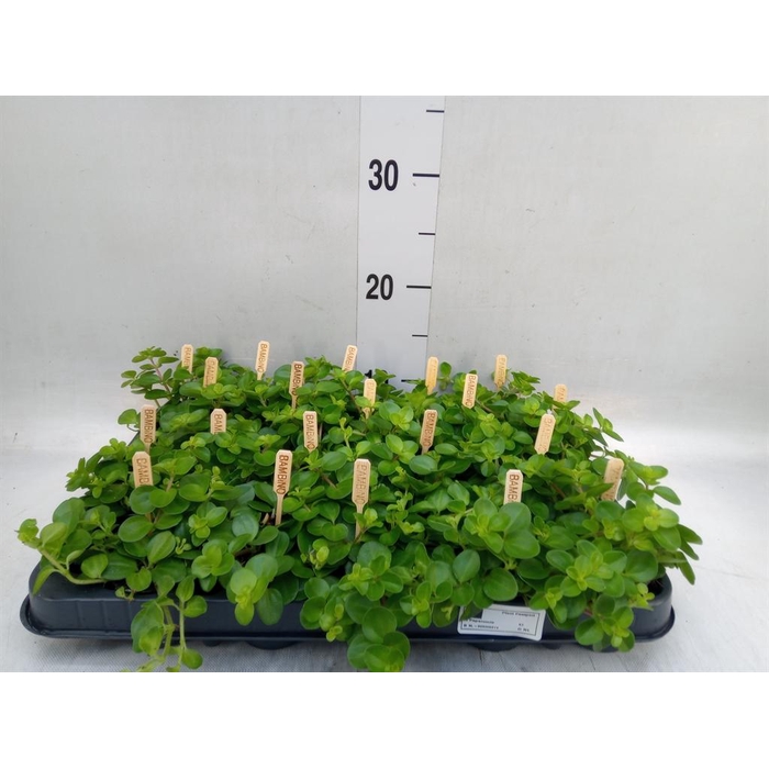 <h4>Peperomia rotundifolia</h4>