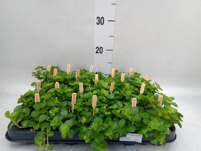 <h4>Peperomia rotundifolia</h4>