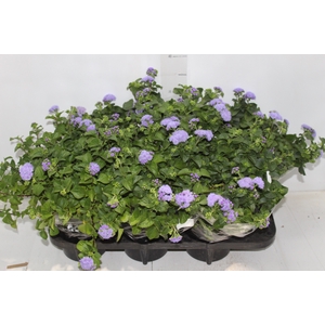 AGERATUM P14 ROXO