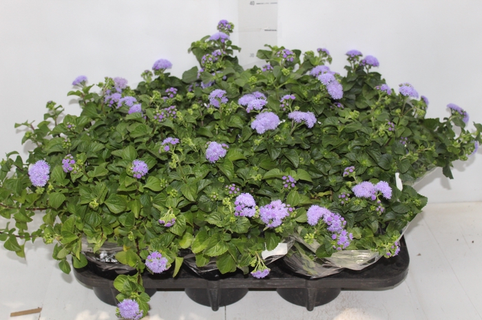 <h4>AGERATUM P14 ROXO</h4>