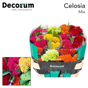 Celosia act mix in bucket