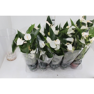ANTHURIUM SUCCESS WHITE P12 BRANCO