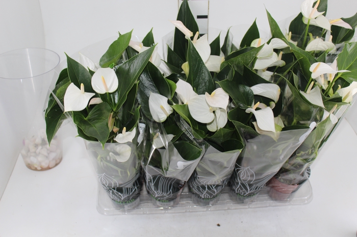 ANTHURIUM SUCCESS WHITE P12 BRANCO