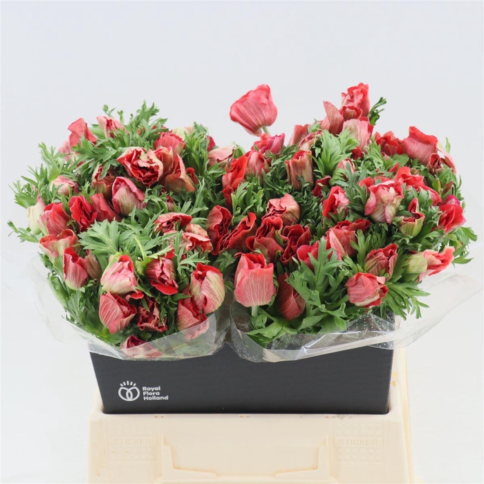 <h4>Anemone Galil Rood</h4>