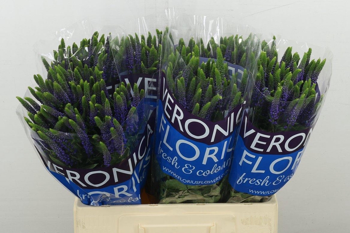 <h4>Veron Smart Diana</h4>