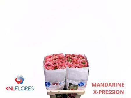 R Gr Mandarin X-pression Ec