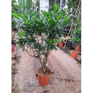 Dracaena