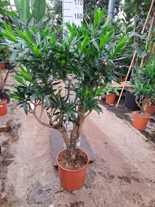 <h4>Dracaena</h4>