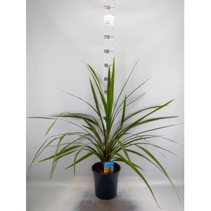 Cordyline indivisa 'Peko'
