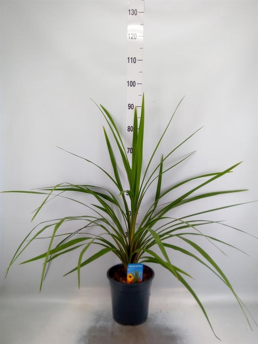 <h4>Cordyline indivisa 'Peko'</h4>