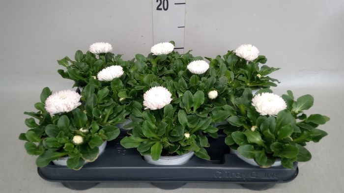 <h4>Bellis perennis</h4>