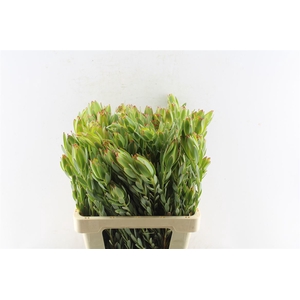Leucad Procerum Spray