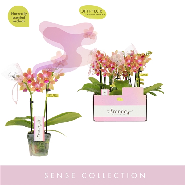 <h4>Aromio Spring 2 spike</h4>