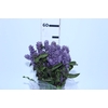 CAMARAO LILAS 050 CM