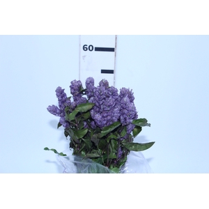 CAMARAO LILAS 050 CM