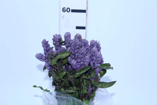 CAMARAO LILAS 050 CM