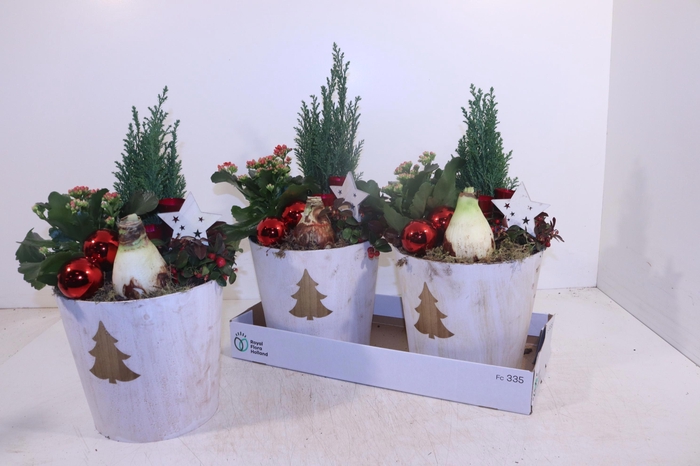 <h4>ARR HIPPEASTRUM</h4>