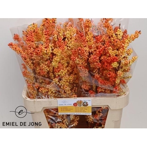 Ilex vert Ilexia Victoria L8