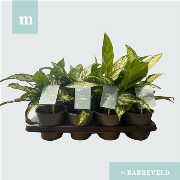 Green Agla mixtray (Aglaonema)