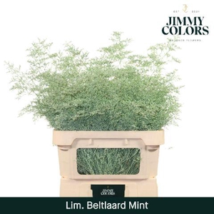 Lim Bel L90 Mint