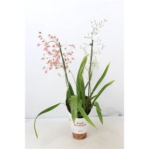 Oncidium Rosy Sunset 2 tak 12 cm