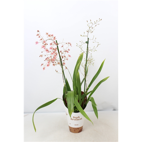 <h4>Oncidium Rosy Sunset 2 tak 12 cm</h4>