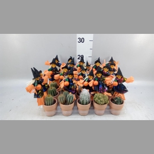 Cactus   ...mix