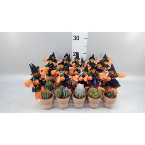 Cactus   ...mix