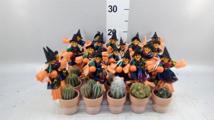 <h4>Cactus   ...mix</h4>