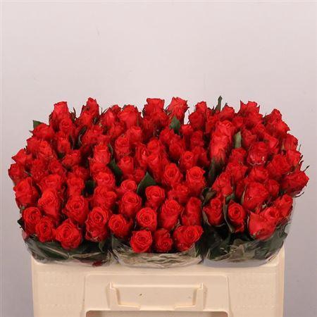 <h4>R Gr Bright Torch</h4>