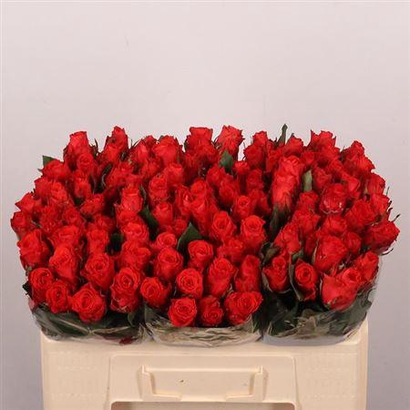 <h4>R Gr Bright Torch</h4>