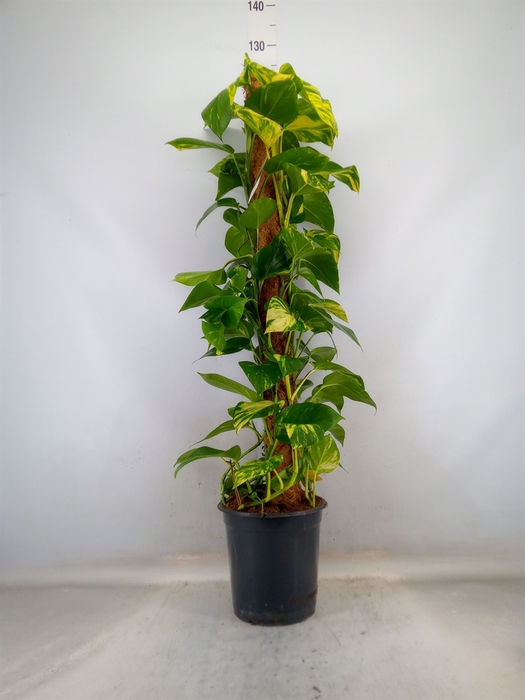 <h4>Epipremnum pinn.   ...moss stick</h4>