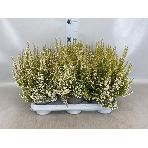 Erica gracilis   ...