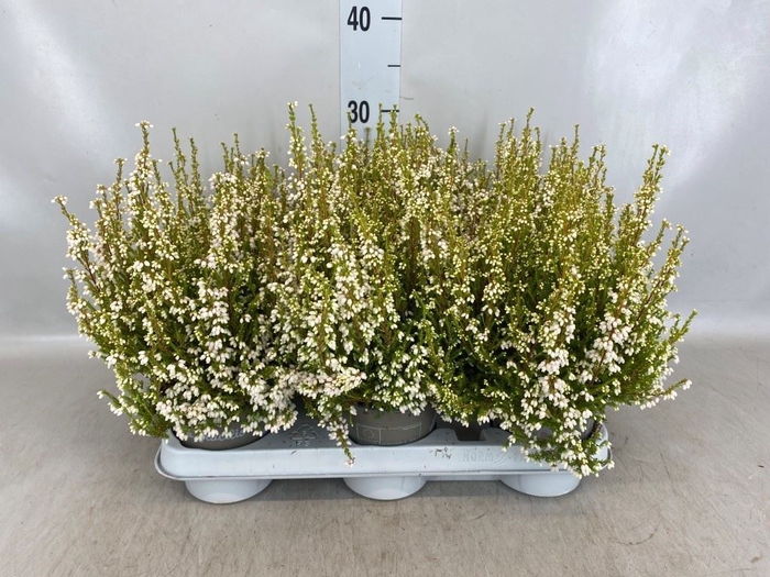 <h4>Erica gracilis   ...</h4>