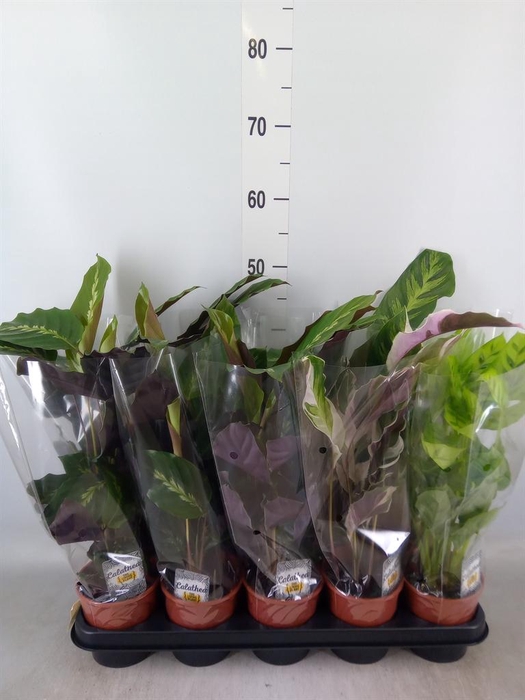 <h4>Calathea   ...mix 3</h4>