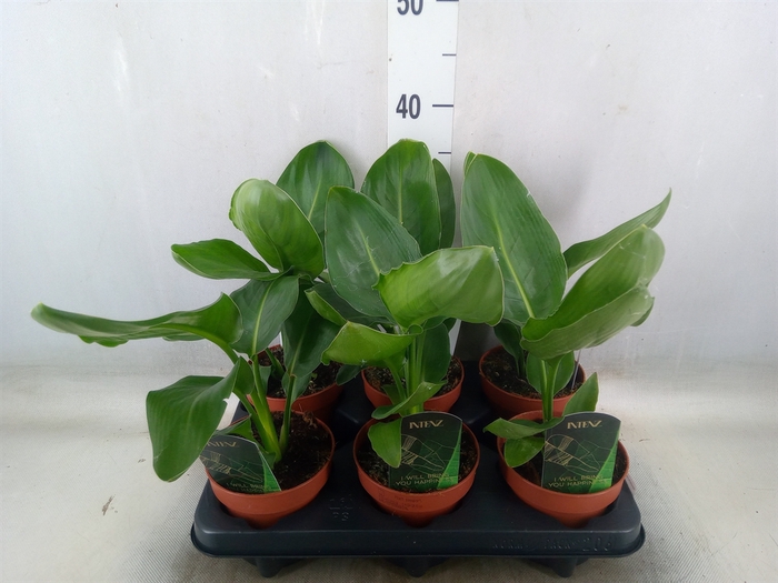 <h4>Strelitzia reg.   ...no flowers</h4>
