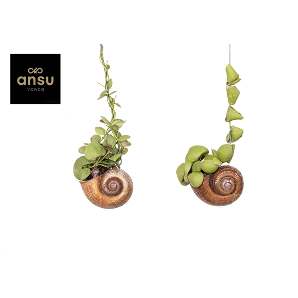 <h4>Dischidia nummularia</h4>