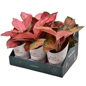 Aglaonema Gemengd Showdoos